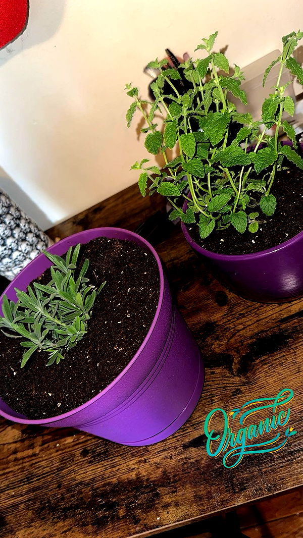 trappkittykhaos image ~ Altpins