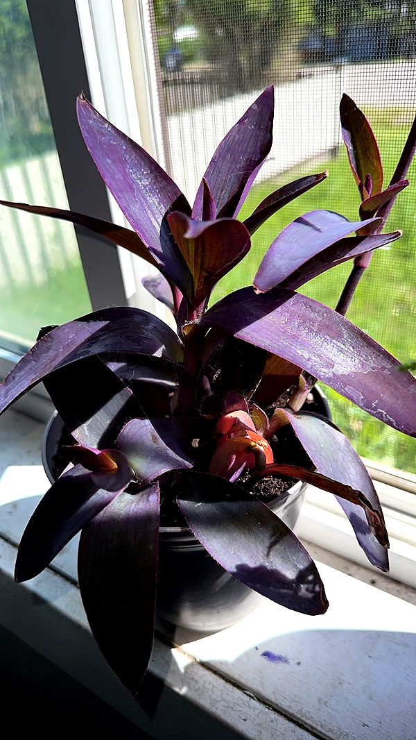 trappkittykhaos image ~ Altpins