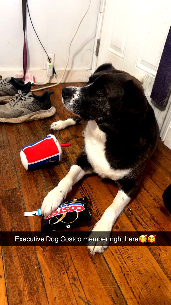 trappkittykhaos image ~ Altpins