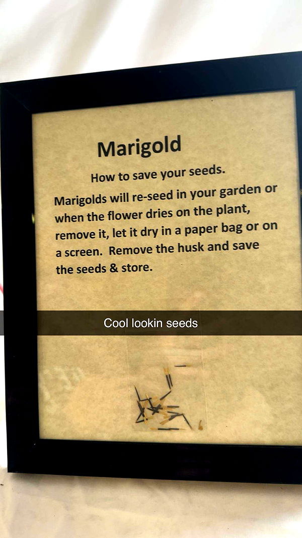 trappkittykhaos image ~ Altpins