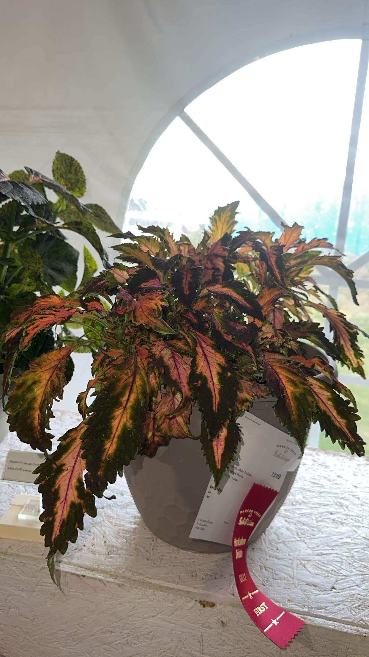 trappkittykhaos snapchat image archive image