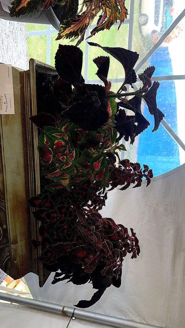 trappkittykhaos image ~ Altpins