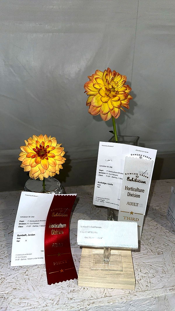 trappkittykhaos image ~ Altpins