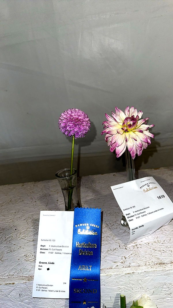 trappkittykhaos image ~ Altpins