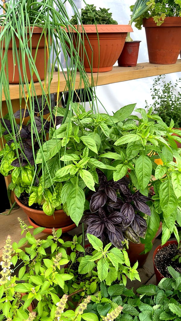 trappkittykhaos image ~ Altpins