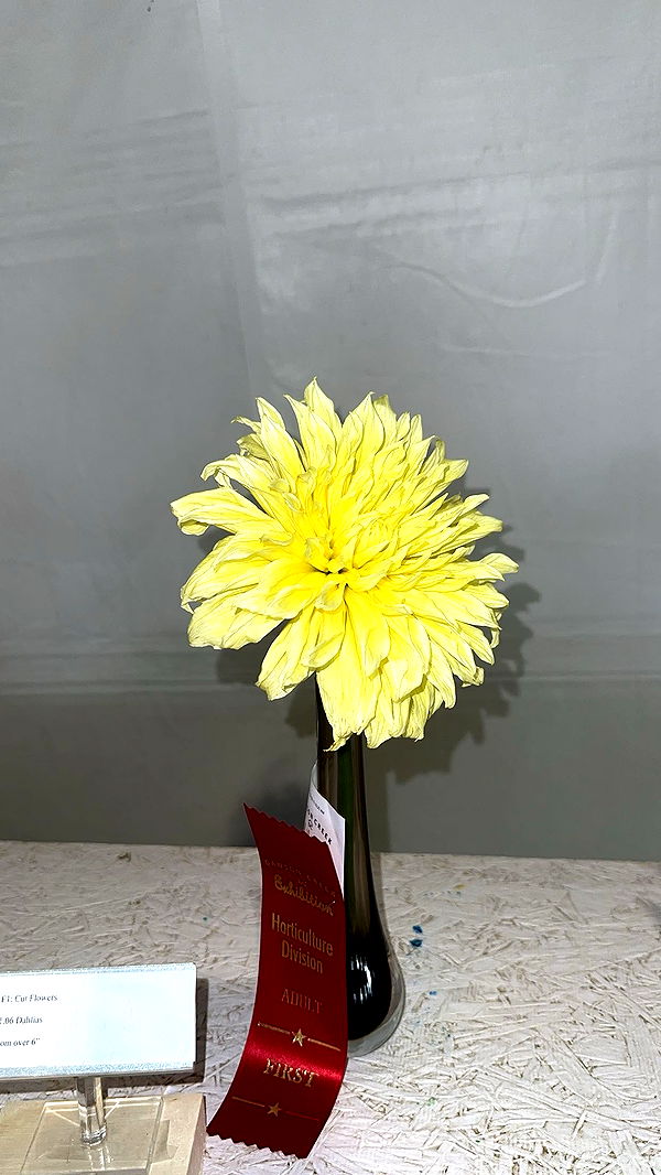 trappkittykhaos image ~ Altpins