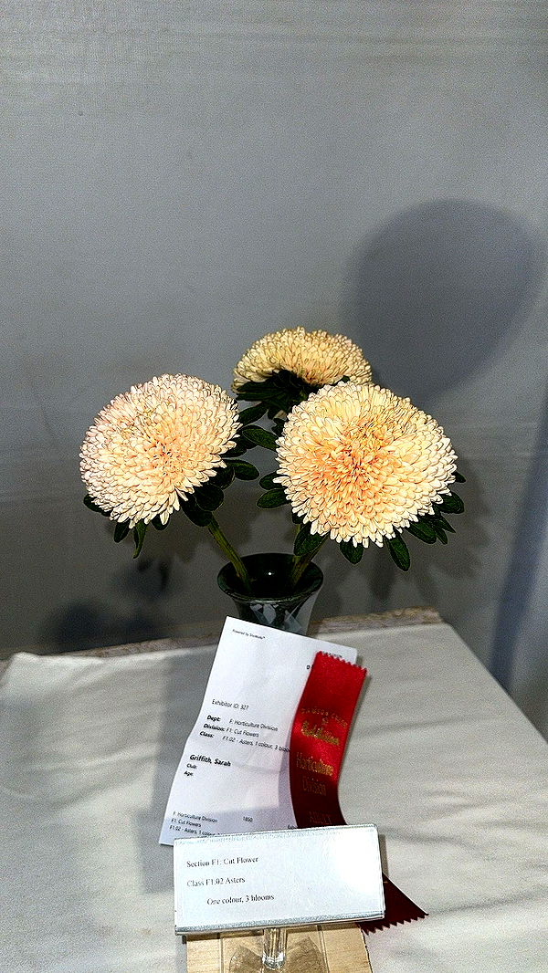 trappkittykhaos image ~ Altpins