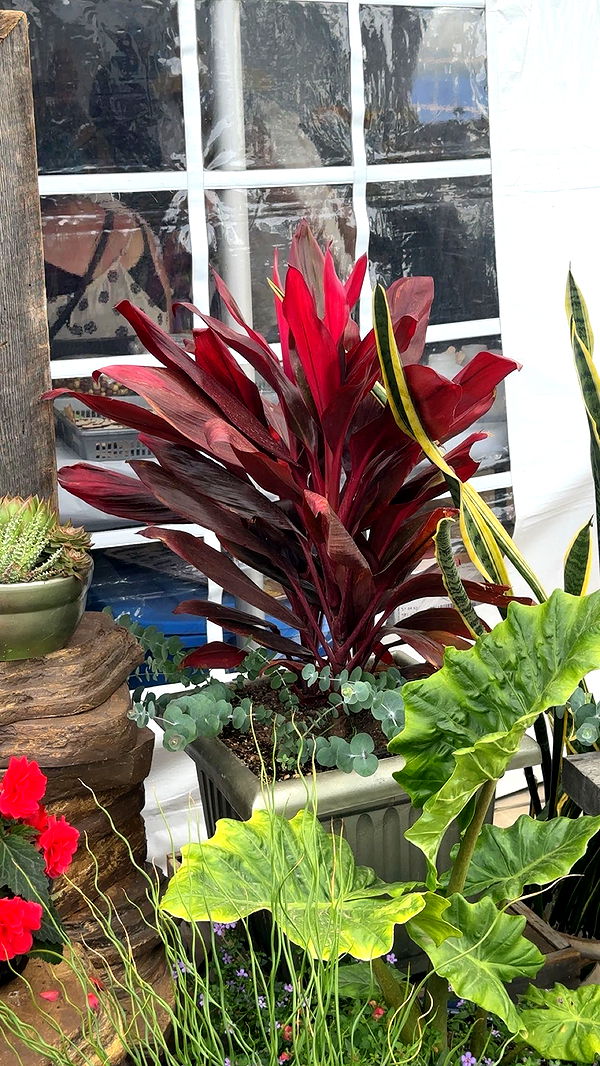 trappkittykhaos image ~ Altpins