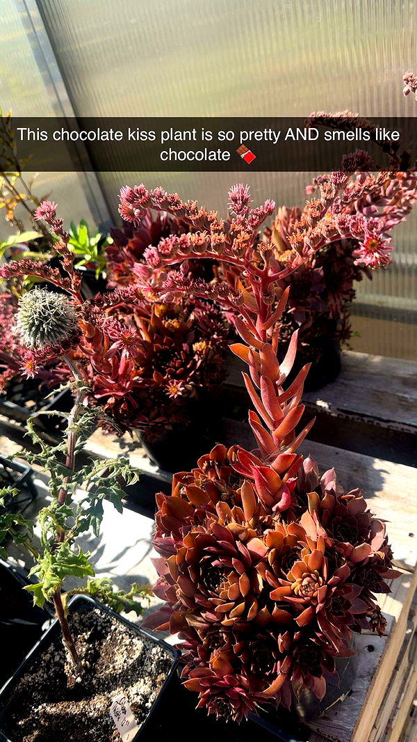 trappkittykhaos image ~ Altpins