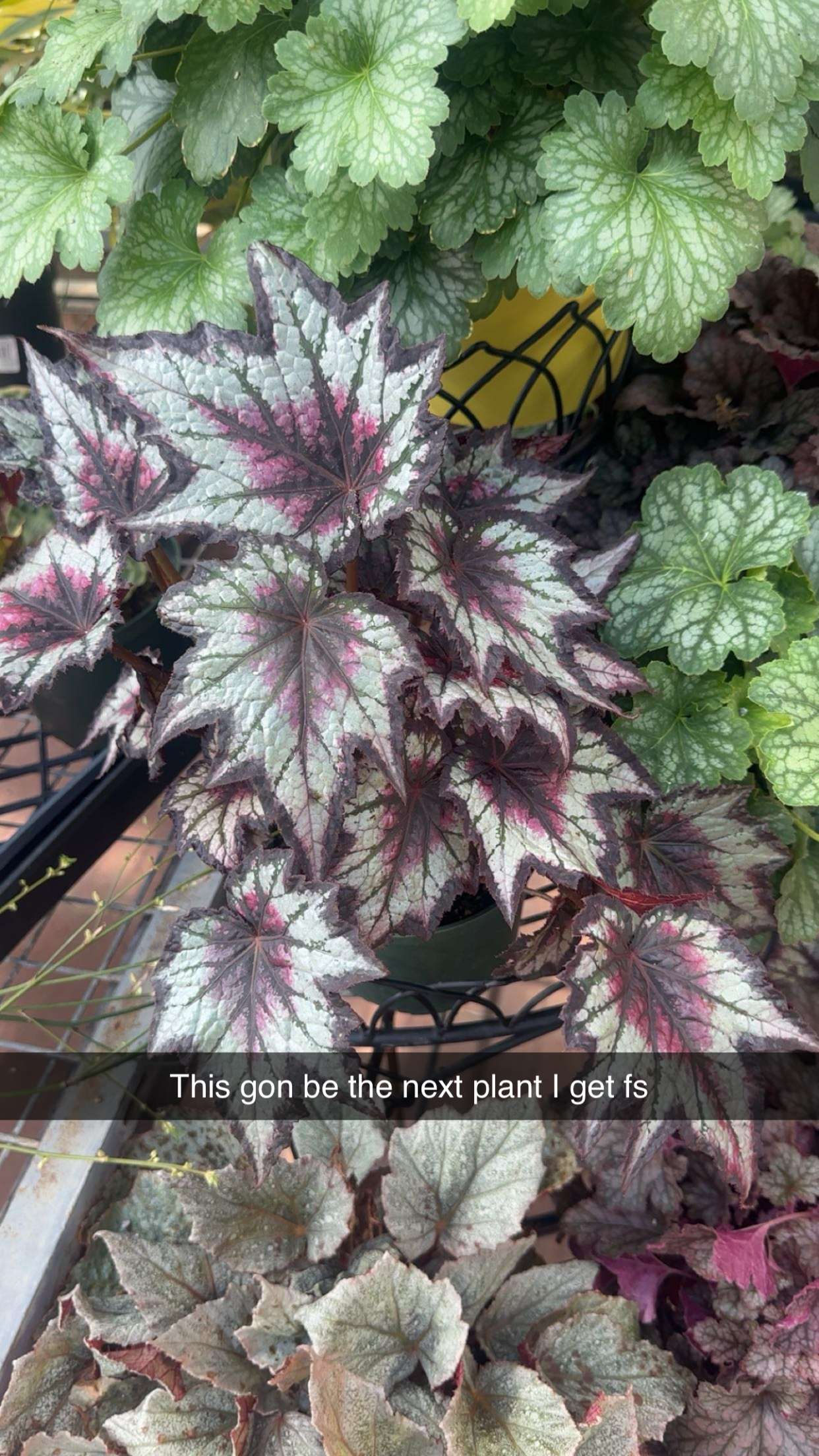 trappkittykhaos snapchat image archive image