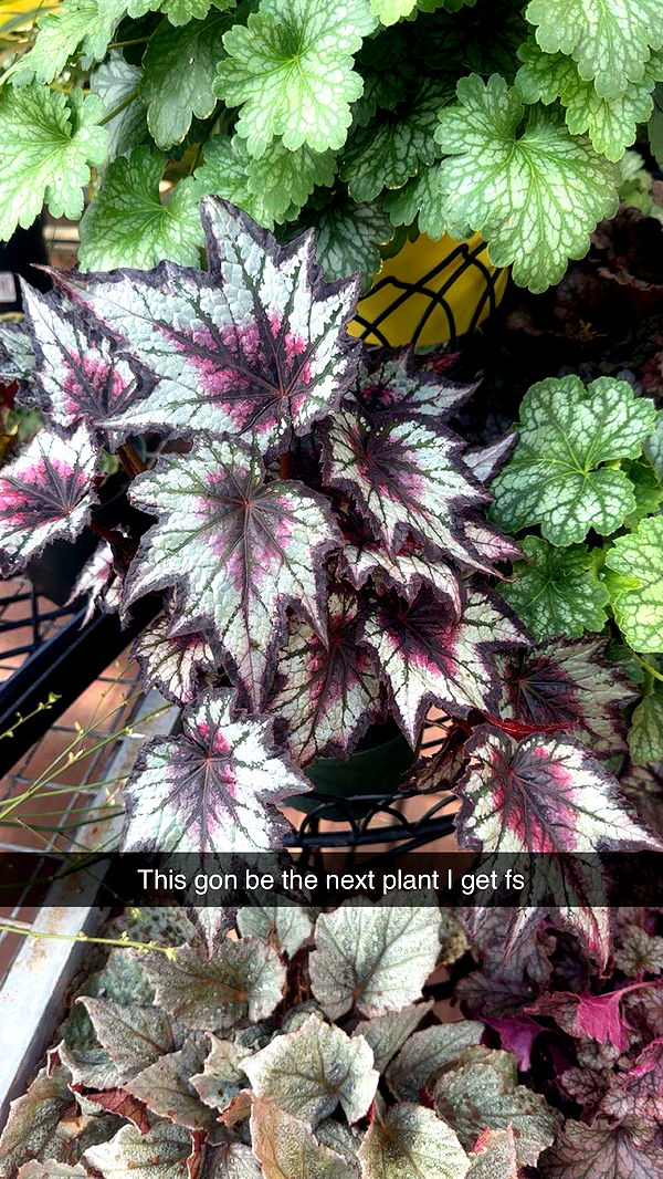 trappkittykhaos image ~ Altpins