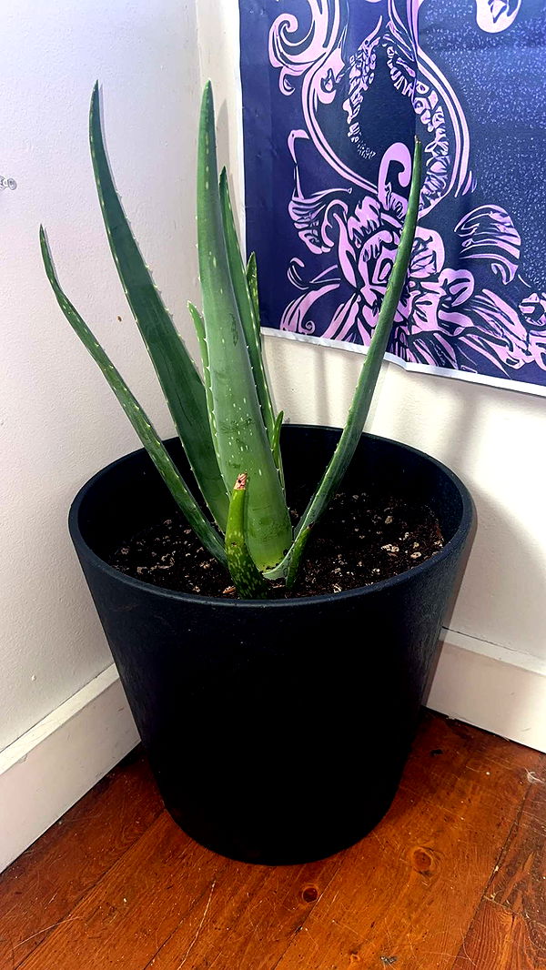 trappkittykhaos image ~ Altpins