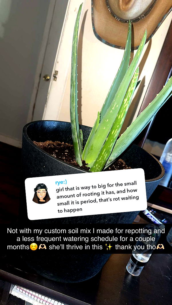 trappkittykhaos image ~ Altpins