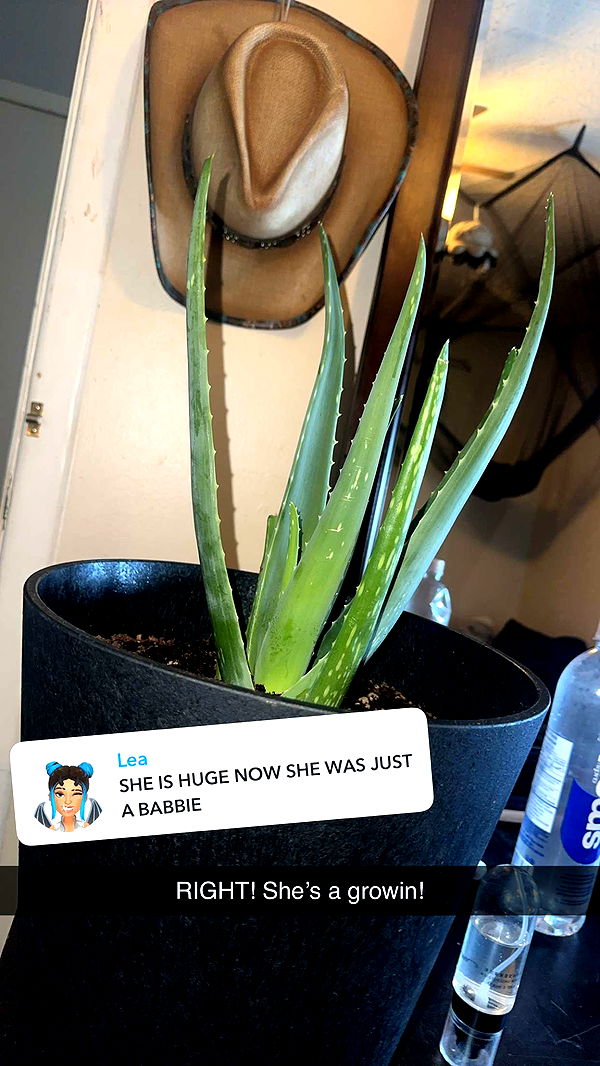 trappkittykhaos image ~ Altpins