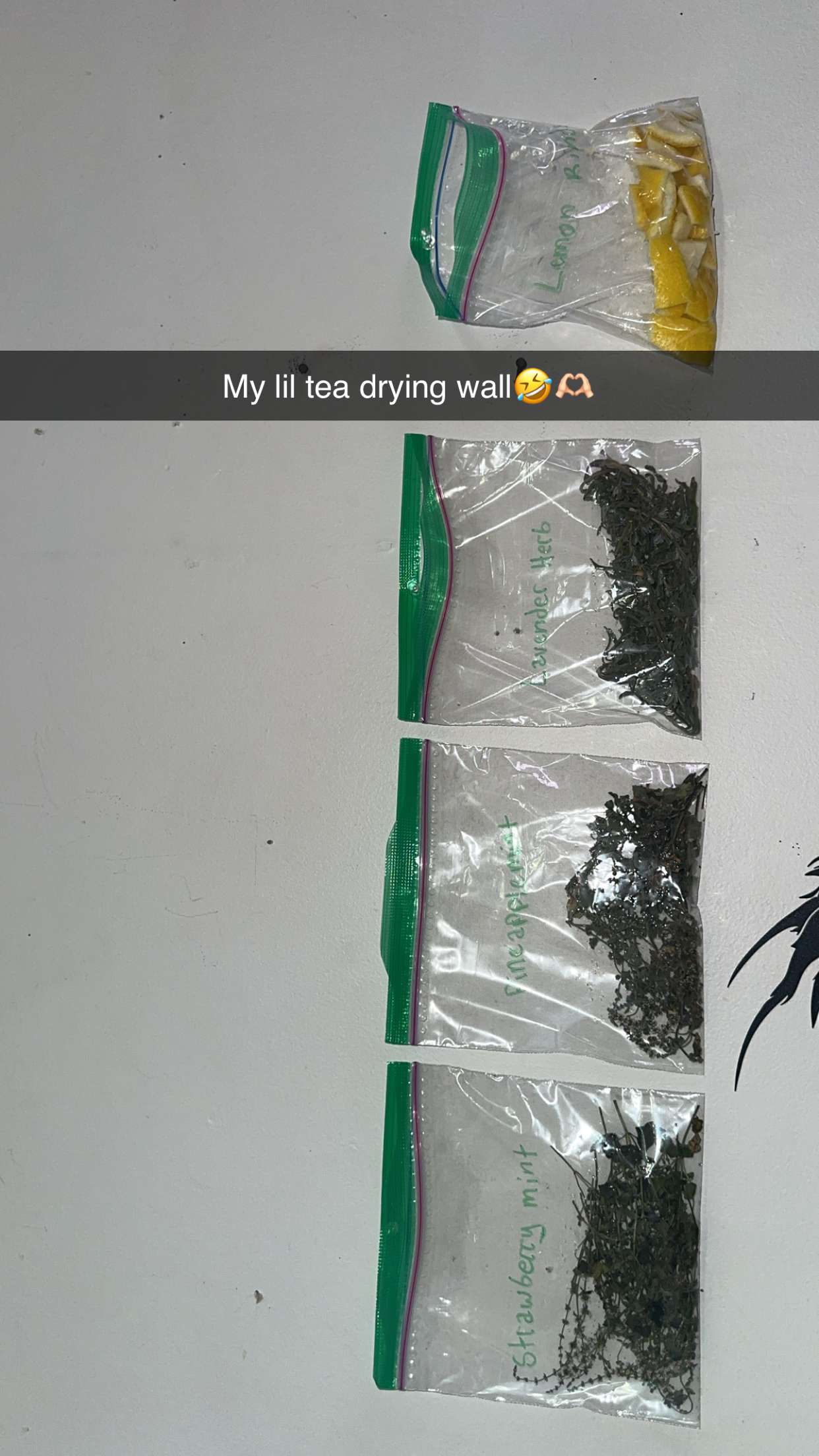 trappkittykhaos snapchat image archive image