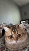 viptoriiaa Altpins Profile Picture