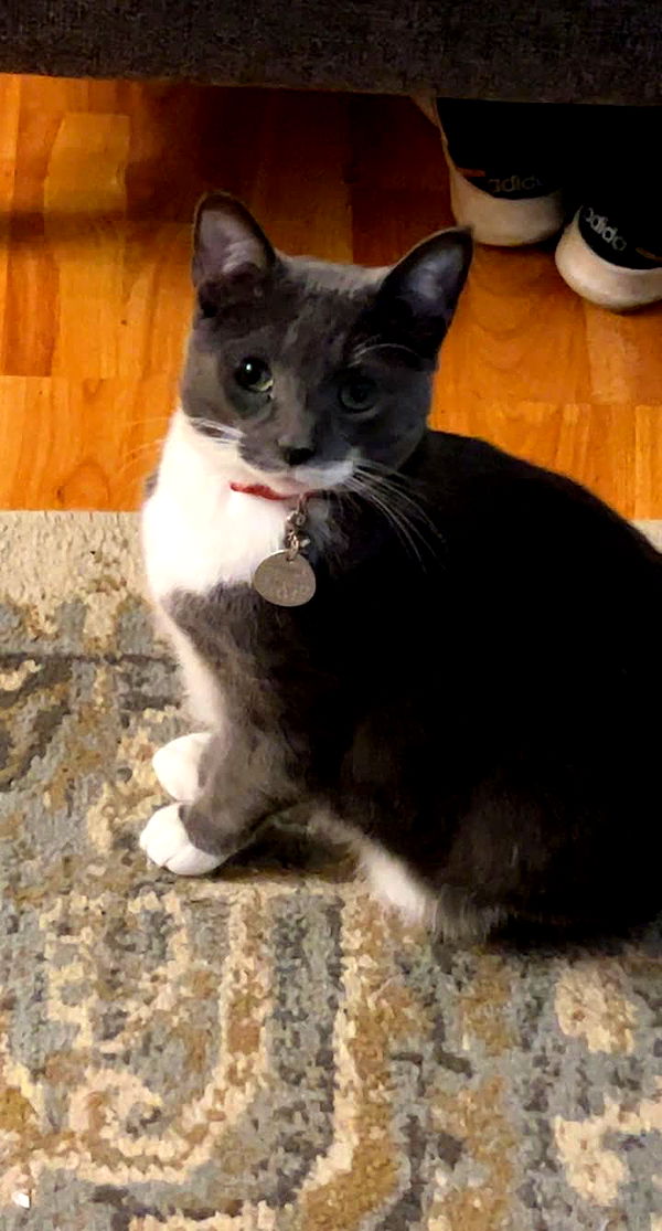 willow.jc image ~ Altpins