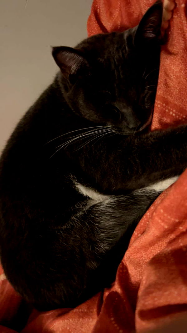 willow.jc image ~ Altpins