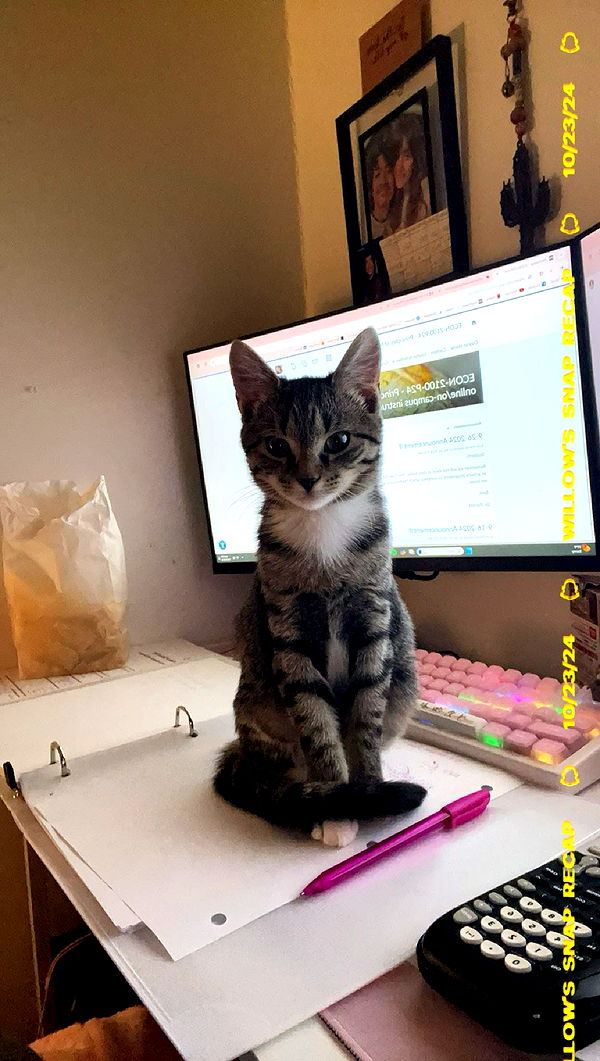 willow.jc image ~ Altpins