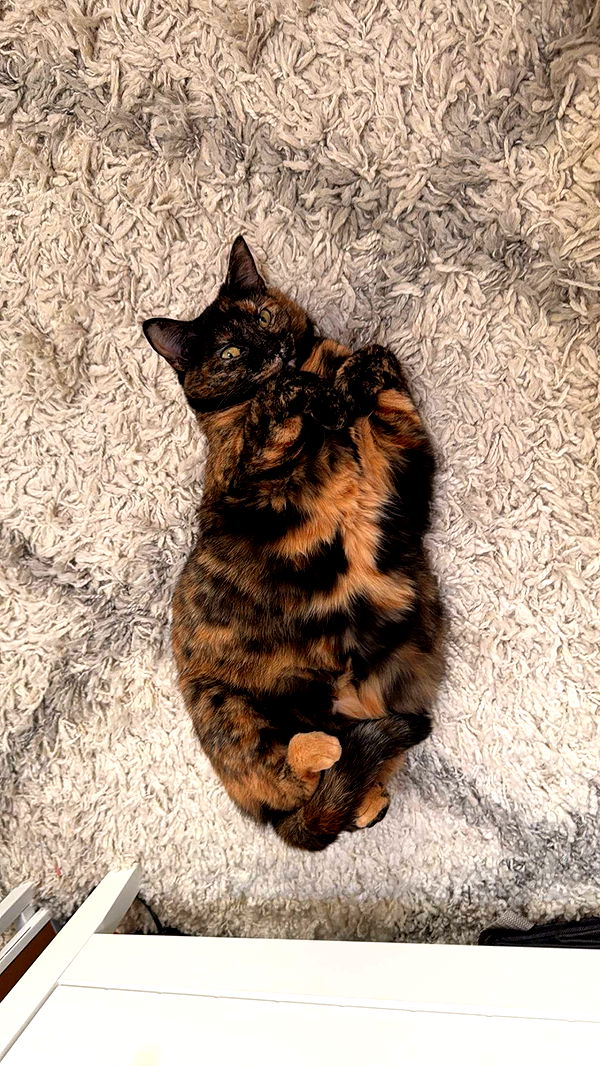 willow.jc image ~ Altpins