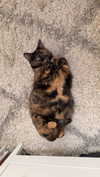 willow.jc Altpins Profile Picture