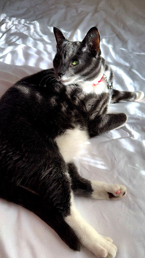 willow.jc image ~ Altpins