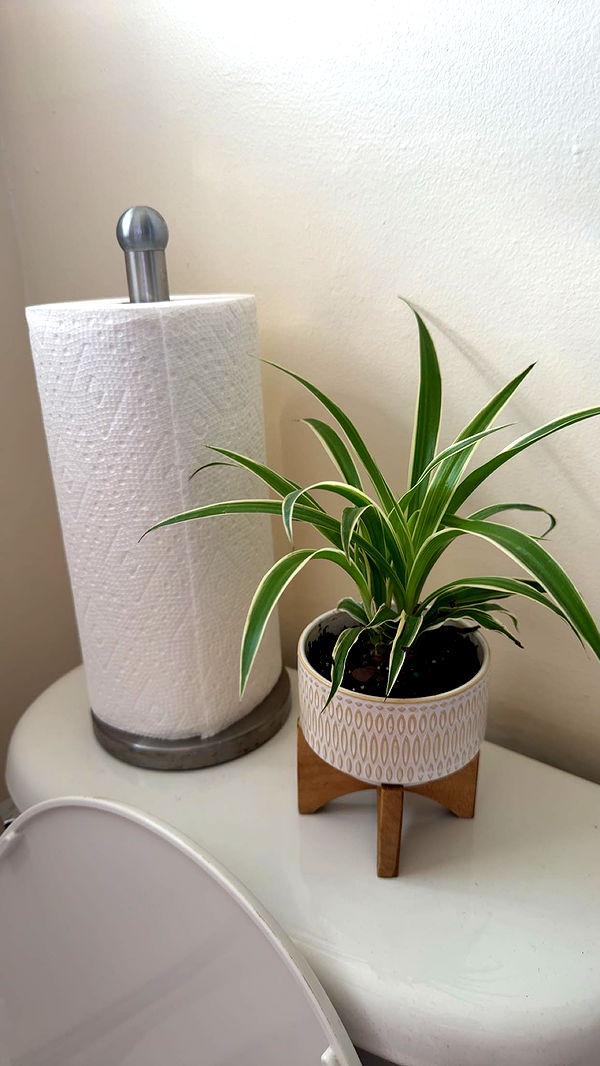 willow.jc image ~ Altpins