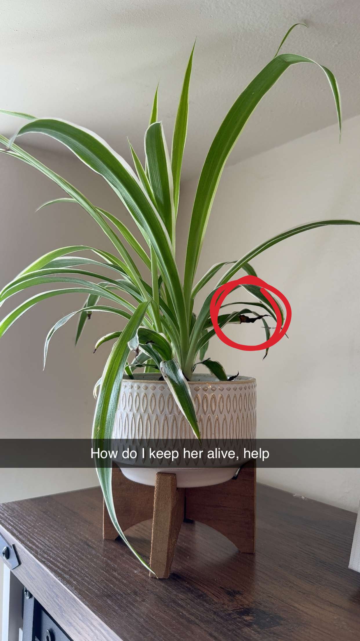 willow.jc snapchat image archive image