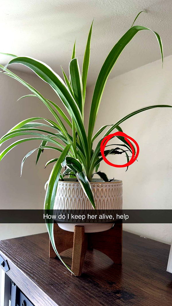 willow.jc image ~ Altpins