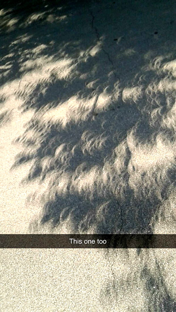 willow.jc image ~ Altpins