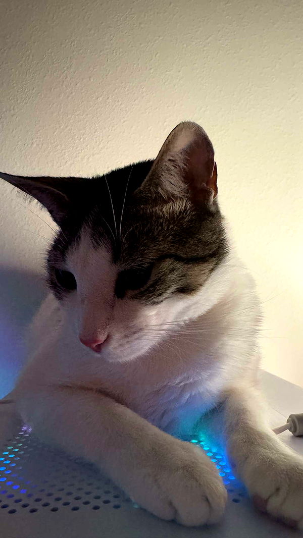 xcatlyn image ~ Altpins