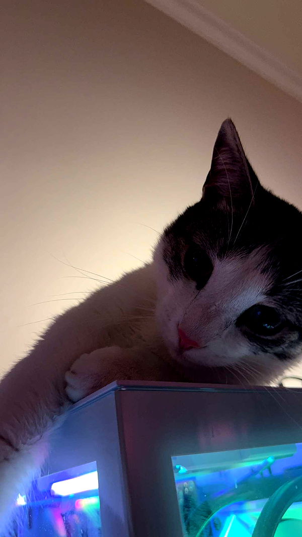 xcatlyn image ~ Altpins