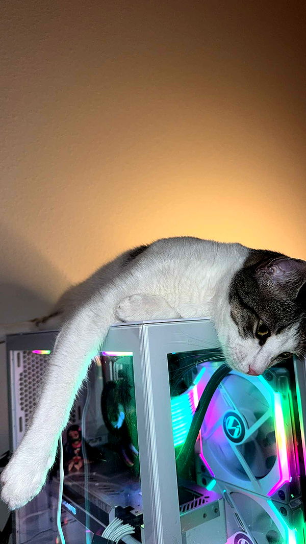 xcatlyn image ~ Altpins