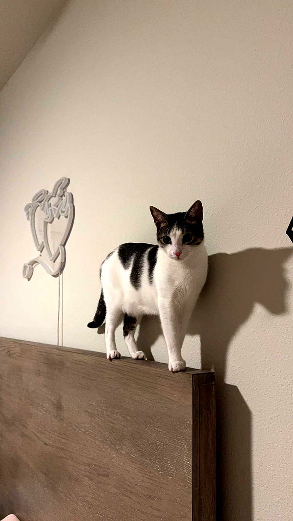 xcatlyn image ~ Altpins