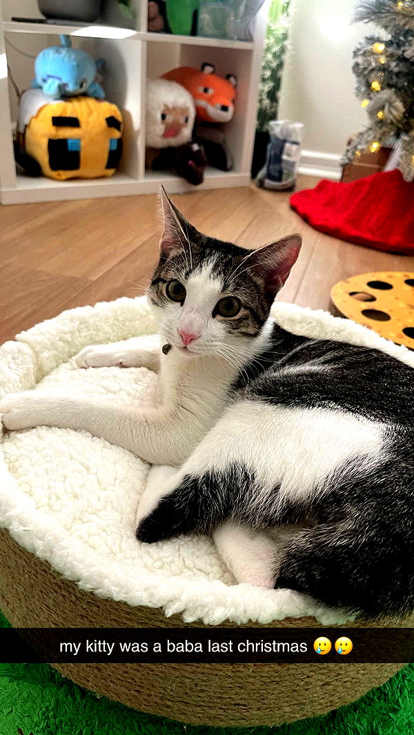 xcatlyn image ~ Altpins