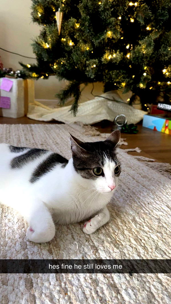 xcatlyn image ~ Altpins