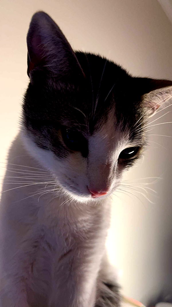 xcatlyn image ~ Altpins