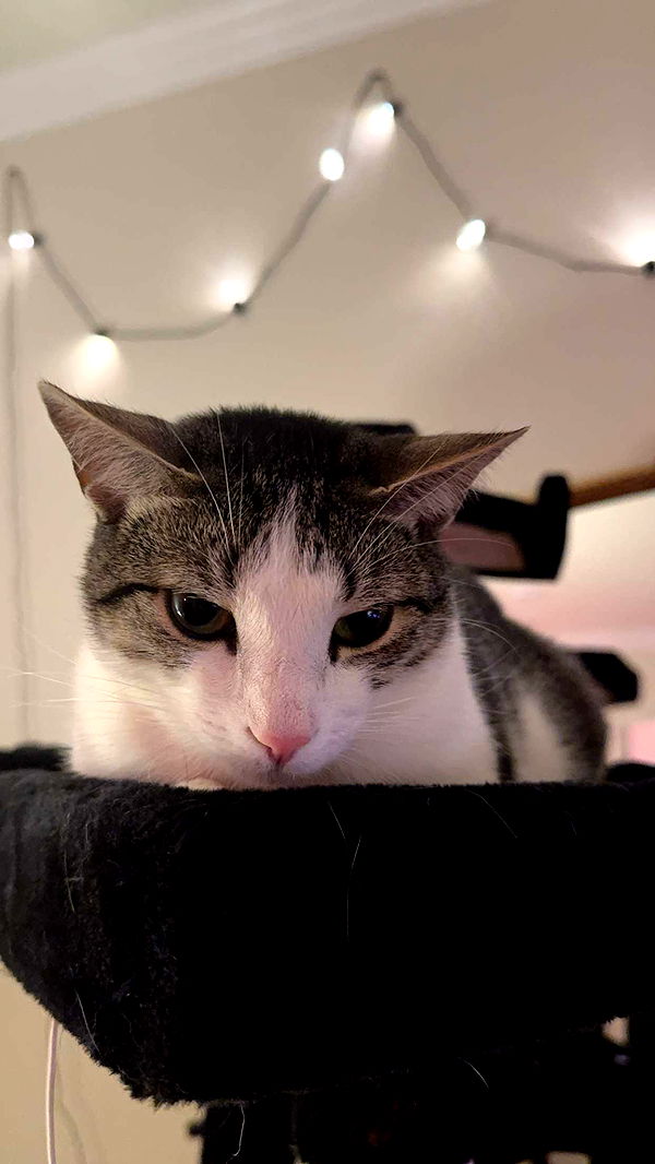 xcatlyn image ~ Altpins