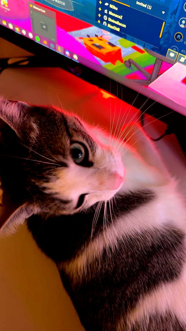 xcatlyn image ~ Altpins