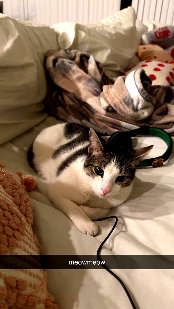 xcatlyn image ~ Altpins