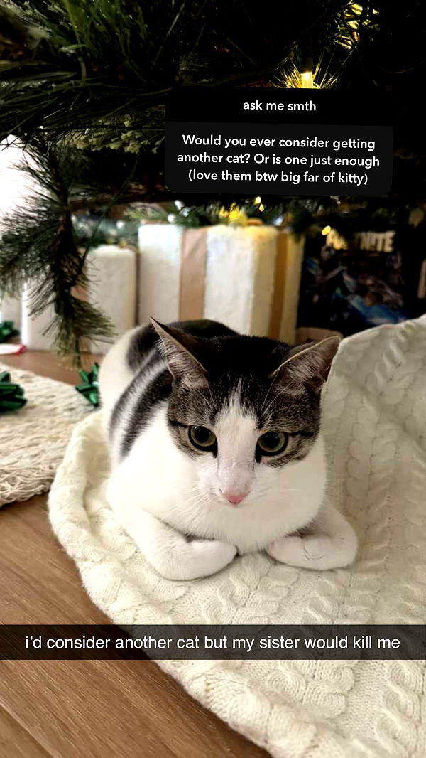 xcatlyn image ~ Altpins