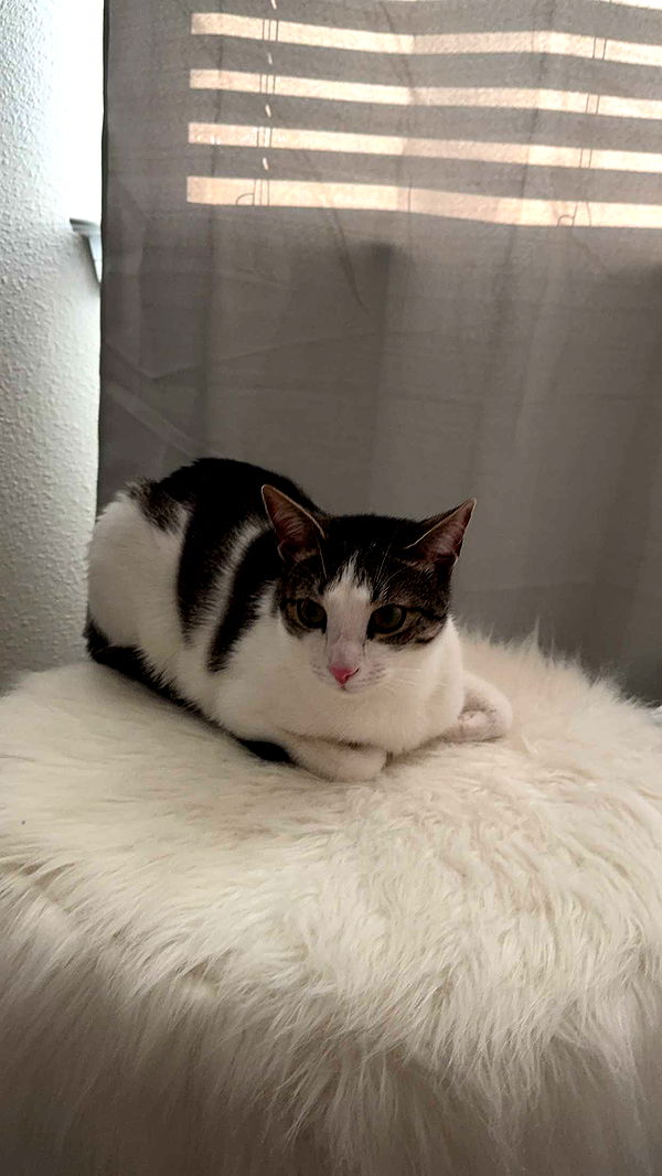 xcatlyn image ~ Altpins