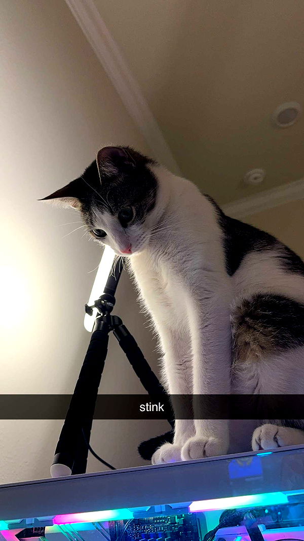 xcatlyn image ~ Altpins