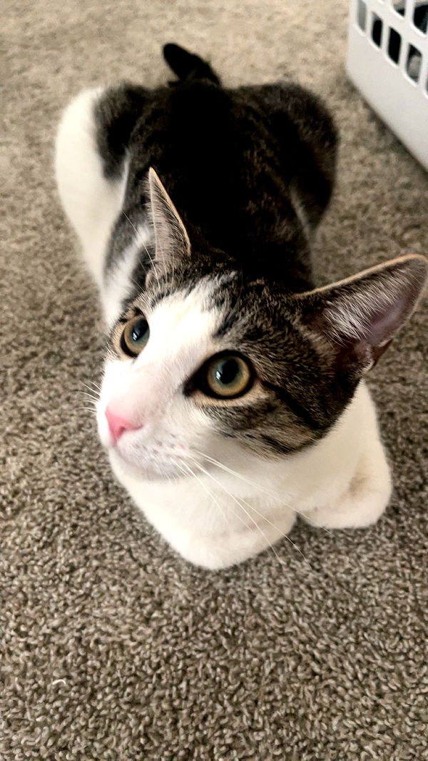 xcatlyn image ~ Altpins