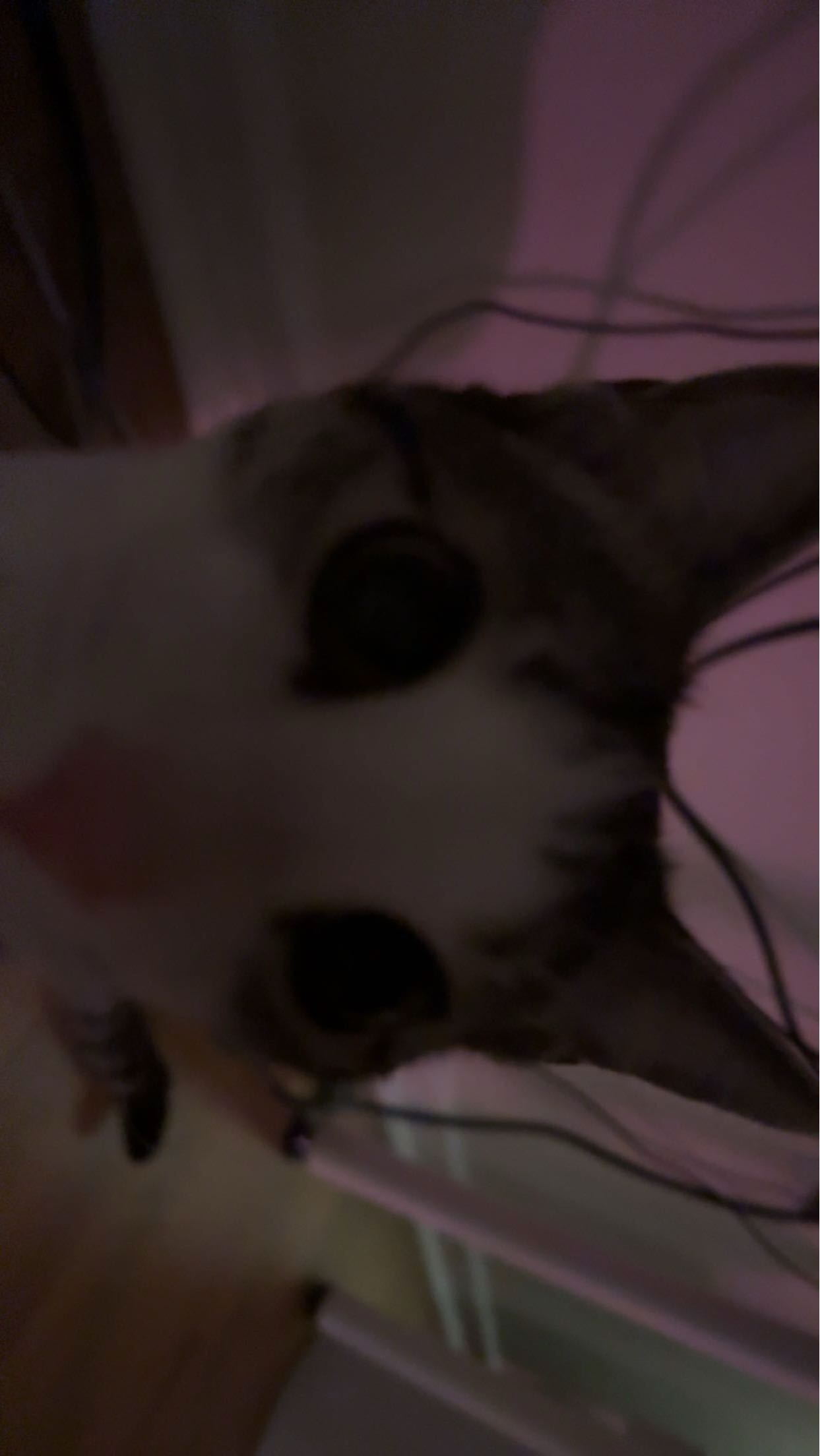 xcatlyn snapchat image archive image