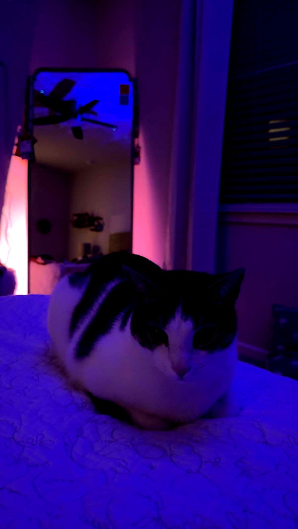 xcatlyn image ~ Altpins