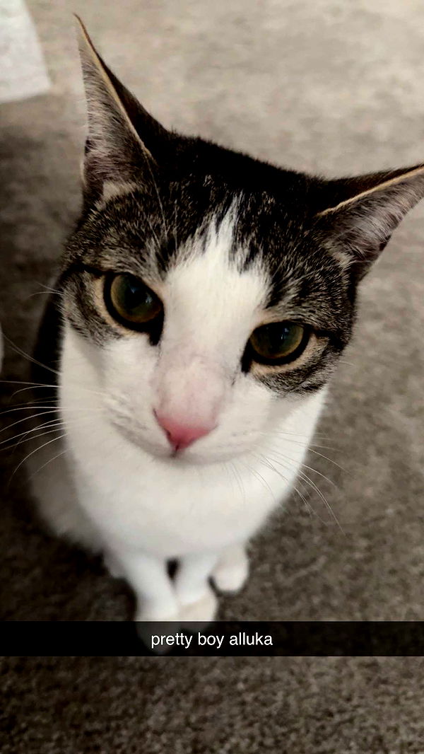 xcatlyn image ~ Altpins