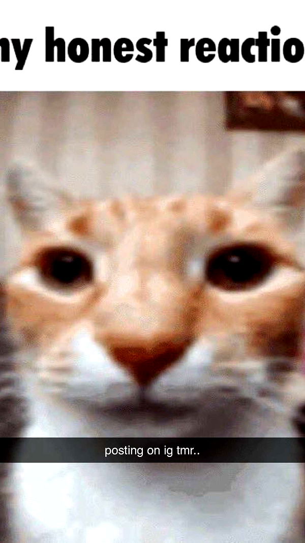 xcatlyn image ~ Altpins