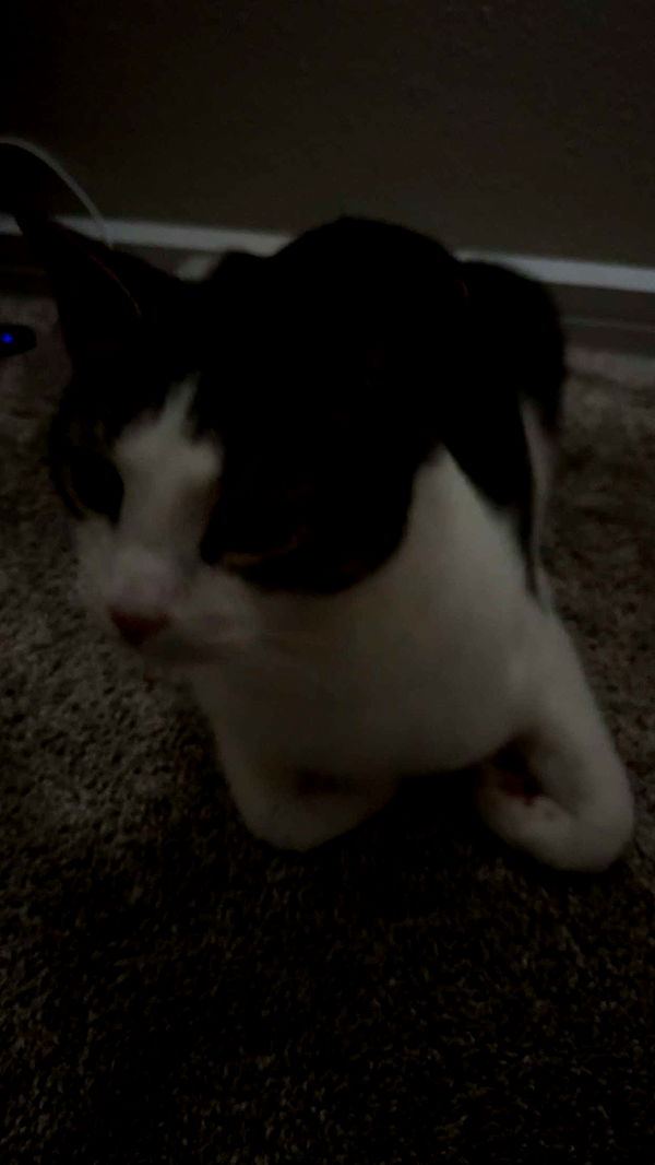 xcatlyn image ~ Altpins