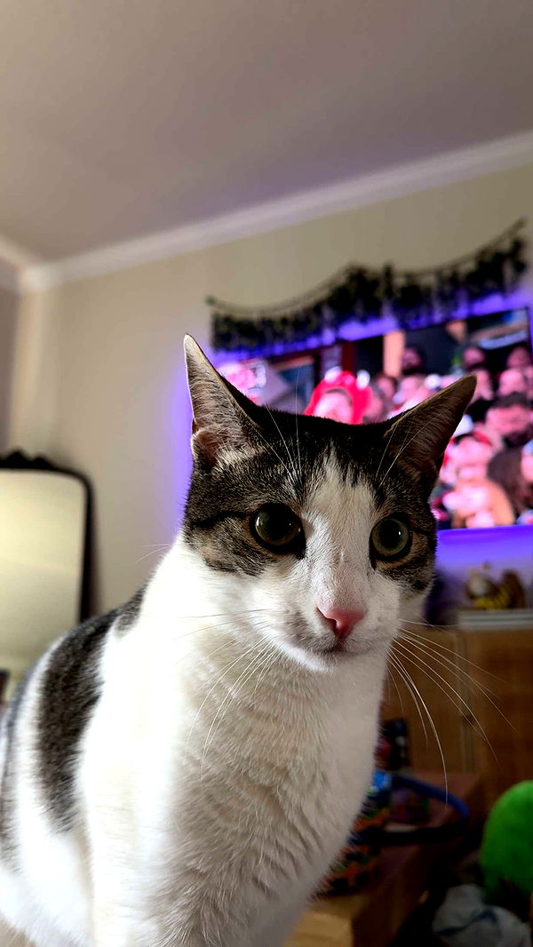 xcatlyn image ~ Altpins